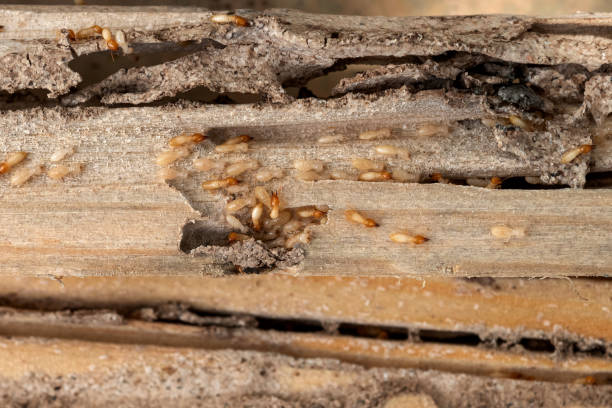 Best Ant Control Services  in Louisville, GA