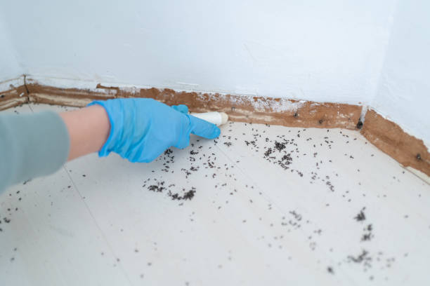 Best Local Pest Control Services  in Louisville, GA