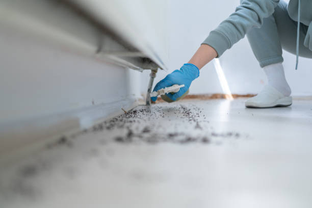 Best Termite Control Services  in Louisville, GA